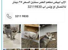 قطط للبيع قطط للبيع