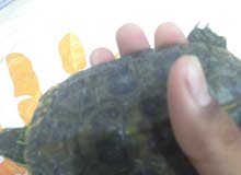 وصلت دفعة جديدة وصلت دفعة جديدة