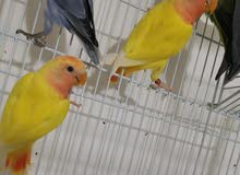 lotino opline lovebirds lotino opline lovebirds