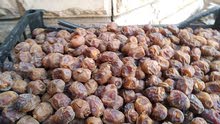 تمر برحي بصرة تمر برحي بصرة