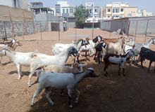 Goats and sheep’s for sale in Ajman on affordable prices  for Sadqa and haqeeqa