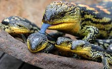I am looking for blue tongue skink I am looking for blue tongue skink
