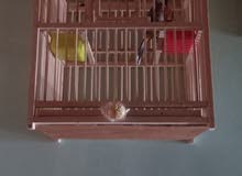 بلبل أليف فول البيع بلبل أليف فول البيع