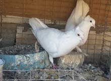 دشش + زواجل + عرايس + ارافل دشش + زواجل + عرايس + ارافل