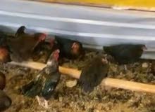 مطلوب دجاج الاتاكا التركي البياض مطلوب دجاج الاتاكا التركي البياض
