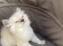 kittens kittens