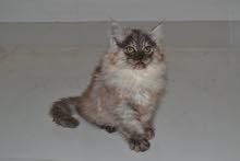 قطه انثى قطه انثى