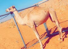 بكره للبيع بكره للبيع