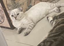 cat male cat male