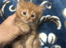 قطط شيرازيه قطط شيرازيه