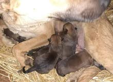 malinois malinois