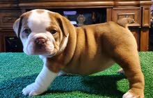 ENGLISH BULLDOG ENGLISH BULLDOG