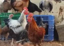 دجاج و ديوك للبيع دجاج و ديوك للبيع