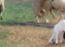 فحل سنه اتني فحل سنه اتني