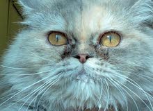 قطه للبيع قطه للبيع