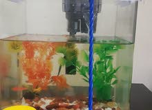 fishes fishes