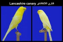 مطلوب كناري لانكشاير Lancashire canary wanted مطلوب كناري لانكشاير Lancashire canary wanted