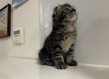 kitten kitten