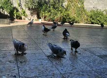 بطاريق مستوى عالي بطاريق مستوى عالي