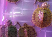 small turtles small turtles