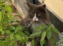 Shirazi cat for sale Shirazi cat for sale