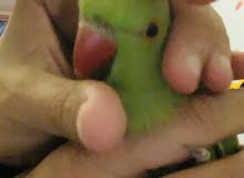 ببغاء دره اليف GREEN RING NECK FRIENDLY ببغاء دره اليف GREEN RING NECK FRIENDLY
