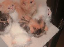 kittens for sale kittens for sale