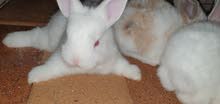 LOP RABBITS FOR SALE