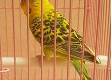 1 Green Budgie / بادجي صغيرة جميلة 1 Green Budgie / بادجي صغيرة جميلة