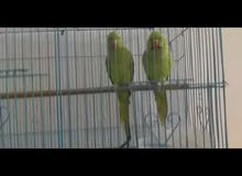 زوج دره هندي وحشي زوج دره هندي وحشي