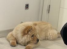 Chow chow Chow chow