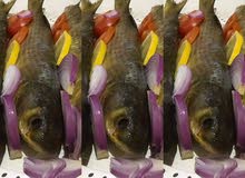 فسيخ مصري زبدة فسيخ مصري زبدة