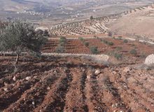 Farm Land for Sale in Jerash Soof