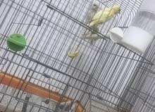 طيور كنار طيور كنار