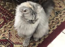 قطة للبيع قطة للبيع