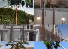 لدينا نخيل الزينه الواشنطنياء جميع المقاسات وبأسعار مناسبة لتواصل 0556461508 لدينا نخيل الزينه الواشنطنياء جميع المقاسات وبأسعار مناسبة لتواصل 0556461508