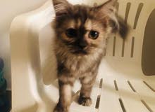 kittens kittens