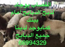 قصاب لدينا الذبائح مع القصاب والتوصيل لباب بيتك . قصاب لدينا الذبائح مع القصاب والتوصيل لباب بيتك .