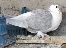 حمام بطريق حمام بطريق