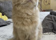 قطوة أنثى شيرازي بيور مفقود