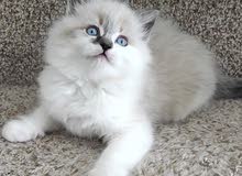 VACCINATED RAGDOLL KITTENS FOR ADOPTION