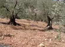 ارض للبيع في مزاع النوباني مساحه730متر