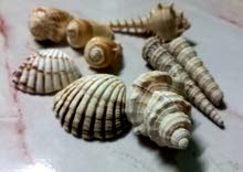 فرش وأصداف لتزين الحوض Shells to decorate the aquarium فرش وأصداف لتزين الحوض Shells to decorate the aquarium