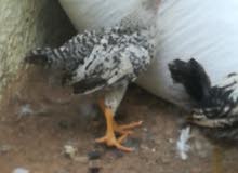 7 types of breeds chicks 7 types of breeds chicks
