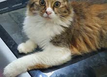 persian cats for adoption
