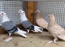 pigeon pigeon