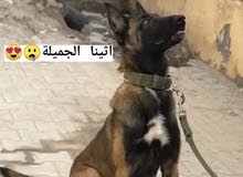 مالينو انثى عمرها سنة ونص مالينو انثى عمرها سنة ونص
