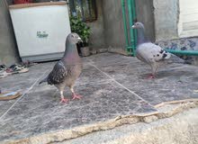 حمام زواجل اصليات يردن يبيضن بزارات اذا ما بزرن رجعهن رايدهن 5 حمام زواجل اصليات يردن يبيضن بزارات اذا ما بزرن رجعهن رايدهن 5