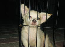 chihuaua male puppies green eyes chihuaua male puppies green eyes