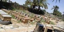 منجل الغراف منجل الغراف
